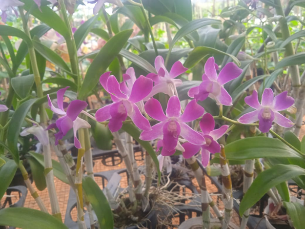 Anggrek Dendrobium Indonesia